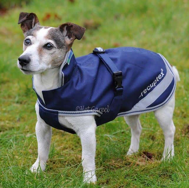BUCAS Bucas Therapy Dog Rug