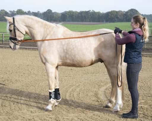 BUSSE Busse Lange Teugel 3,5mtr. Lichtbruin