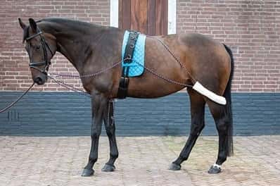 HARRY'S HORSE Harry's Horse Pessoa Longeer Hulpteugel