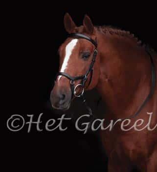 RAMBO Rambo Hoofdstel Micklem Competition Bridle