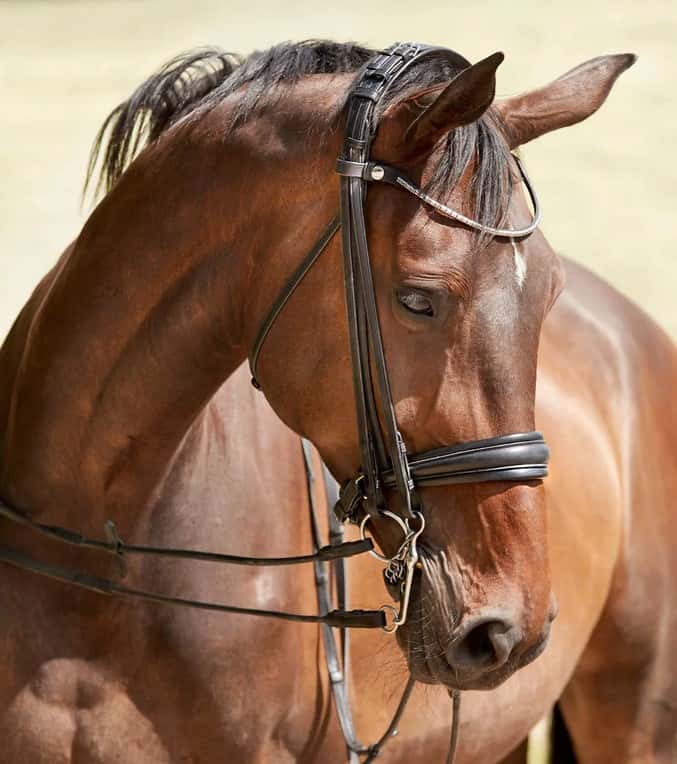 FINESSE BRIDLES  Finesse Bridles Cayenne Stang & Trens Hoofdstel