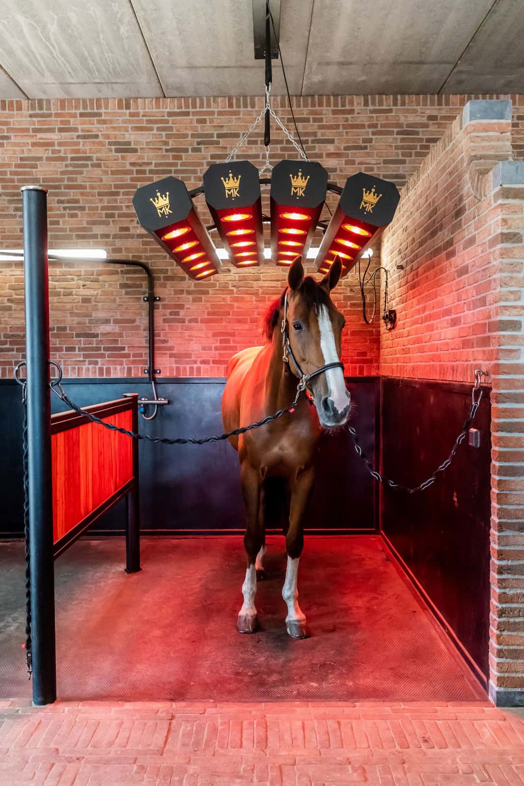 MOLENKONING MK Solarium voor Paarden 