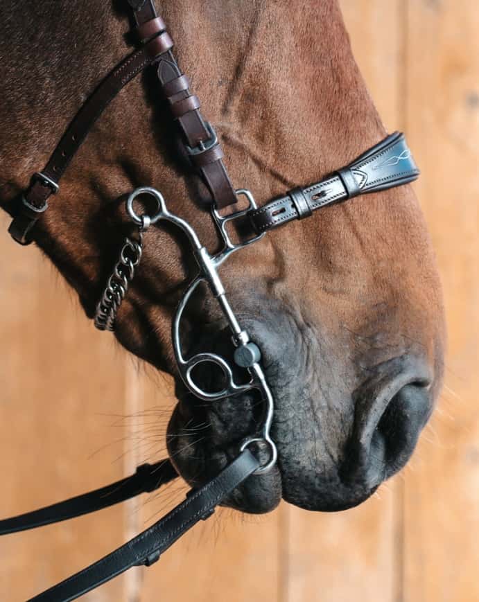 FAGER Fager Otto Maria Titanium Hackamore Medium Shank