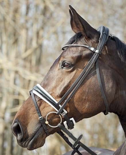 FINESSE BRIDLES  Finesse Bridels Frontriem Metal Clincher