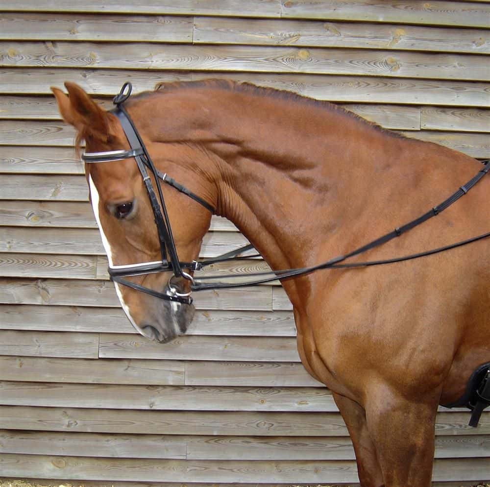 HARRY'S HORSE Harry's Horse Halsverlenger Elastisch