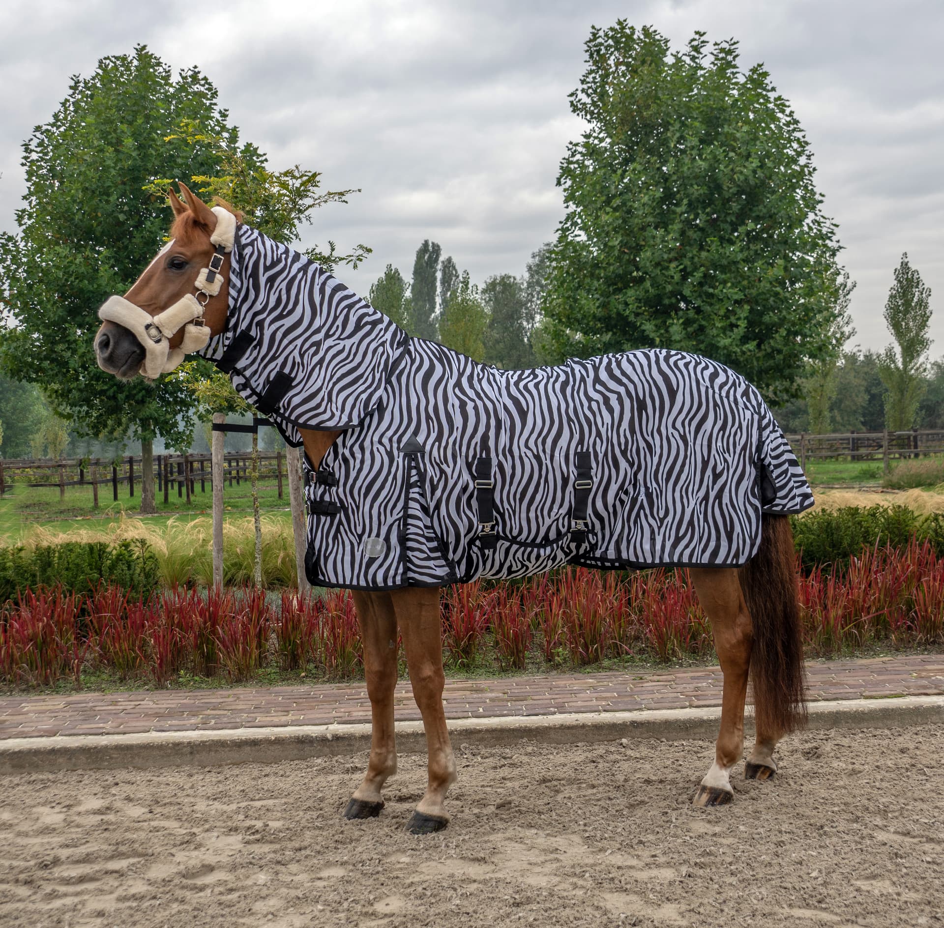 CHAMBERLAIN VLIEGENDEKEN ZEBRA HALS