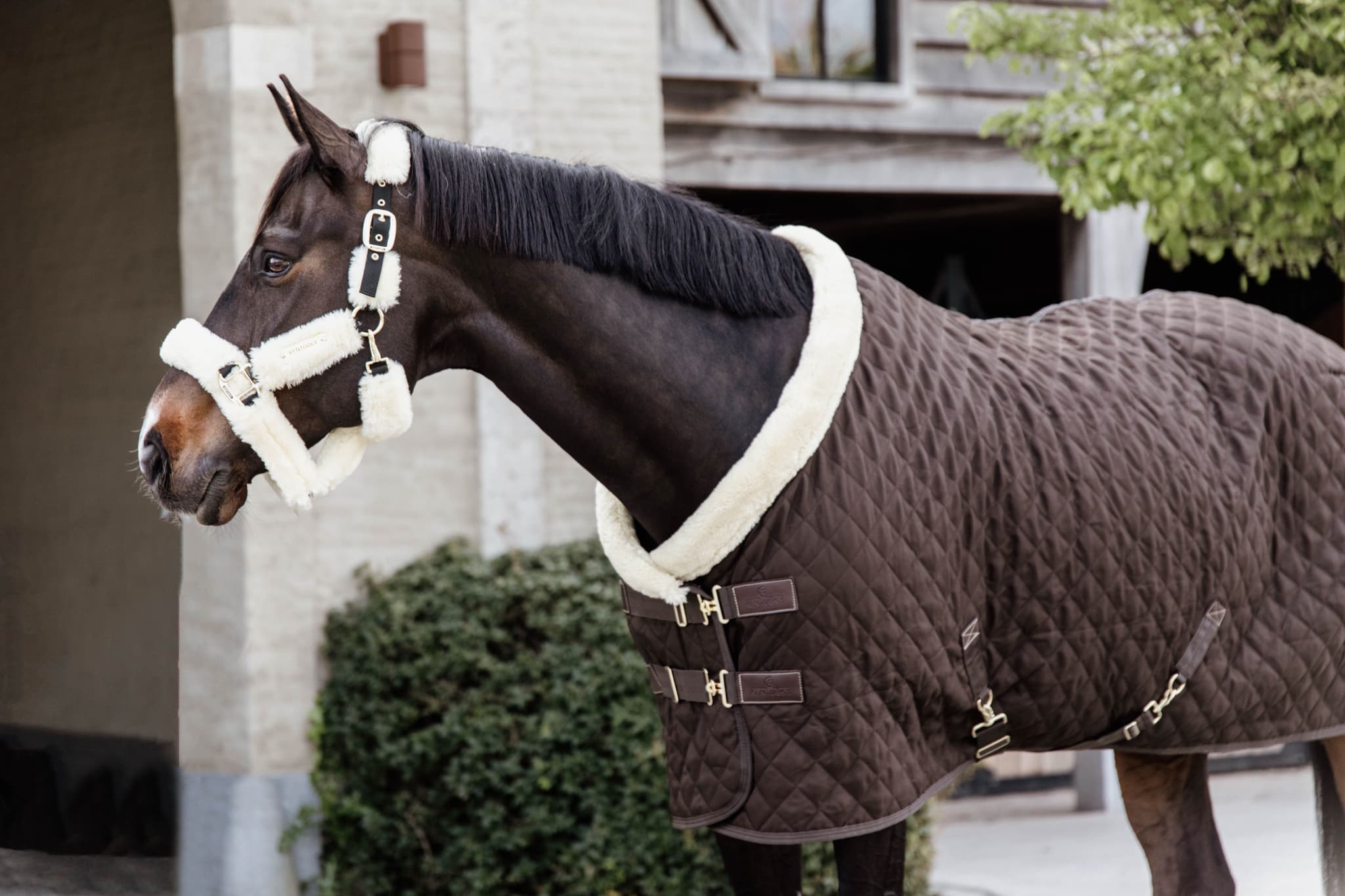 KENTUCKY HORSEWEAR Kentucky Horsewear Showdeken Brown