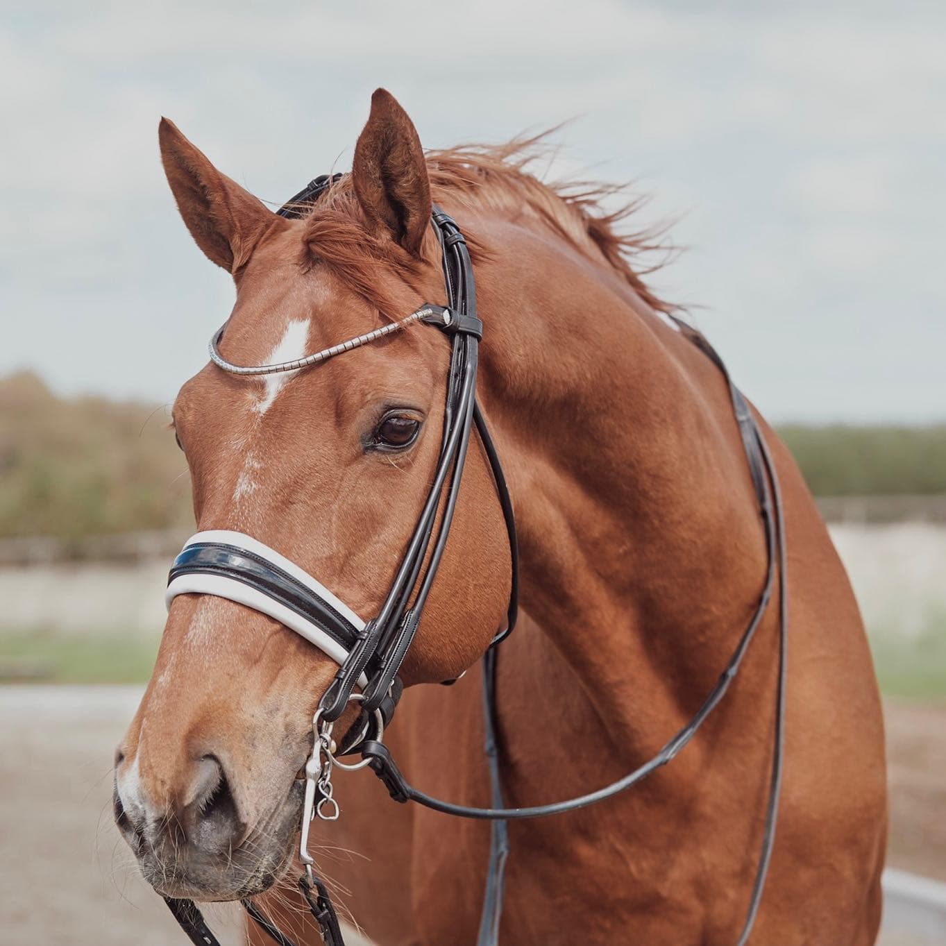 FINESSE BRIDLES CASSIDY STANG & TRENS HOOFDSTEL