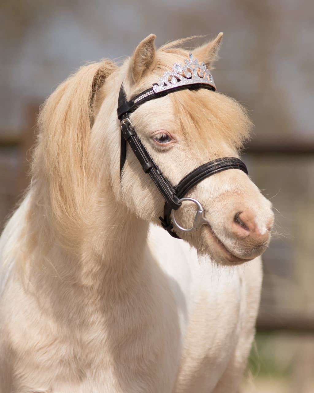 QHP Qhp Kroon Paard