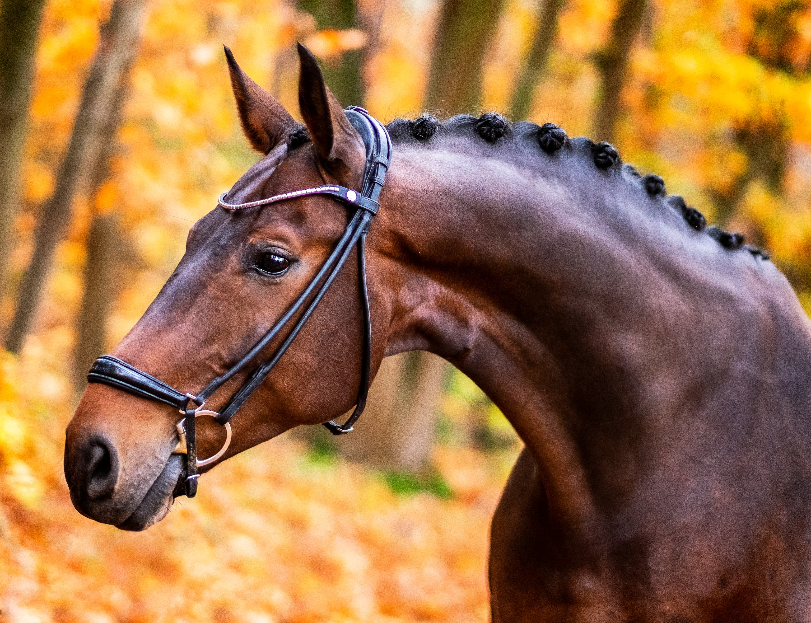 FINESSE BRIDLES  Finesse Bridles Spirit Hoofdstel