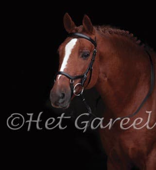 RAMBO Rambo Hoofdstel Micklem Competition Bridle