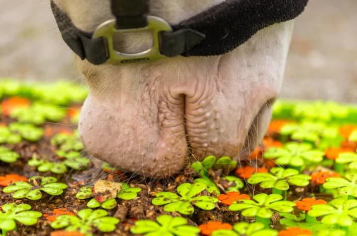 EXCELLENT Excellent Horse Snuffle Mat 