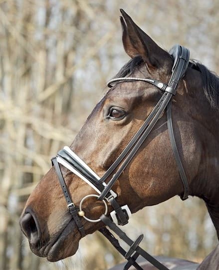 FINESSE BRIDLES  Finesse Bridels Frontriem Metal Clincher