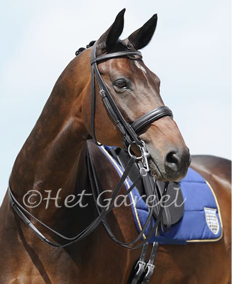 PASSIER Passier Stang & Trens Hoofdstel Libra Strass