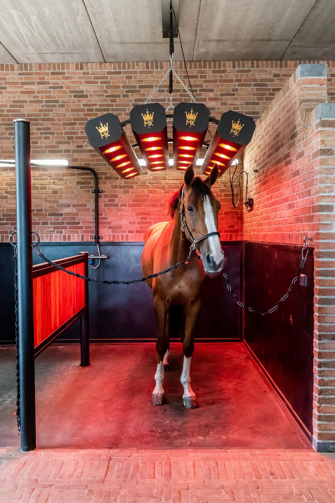 MK Solarium voor Paarden