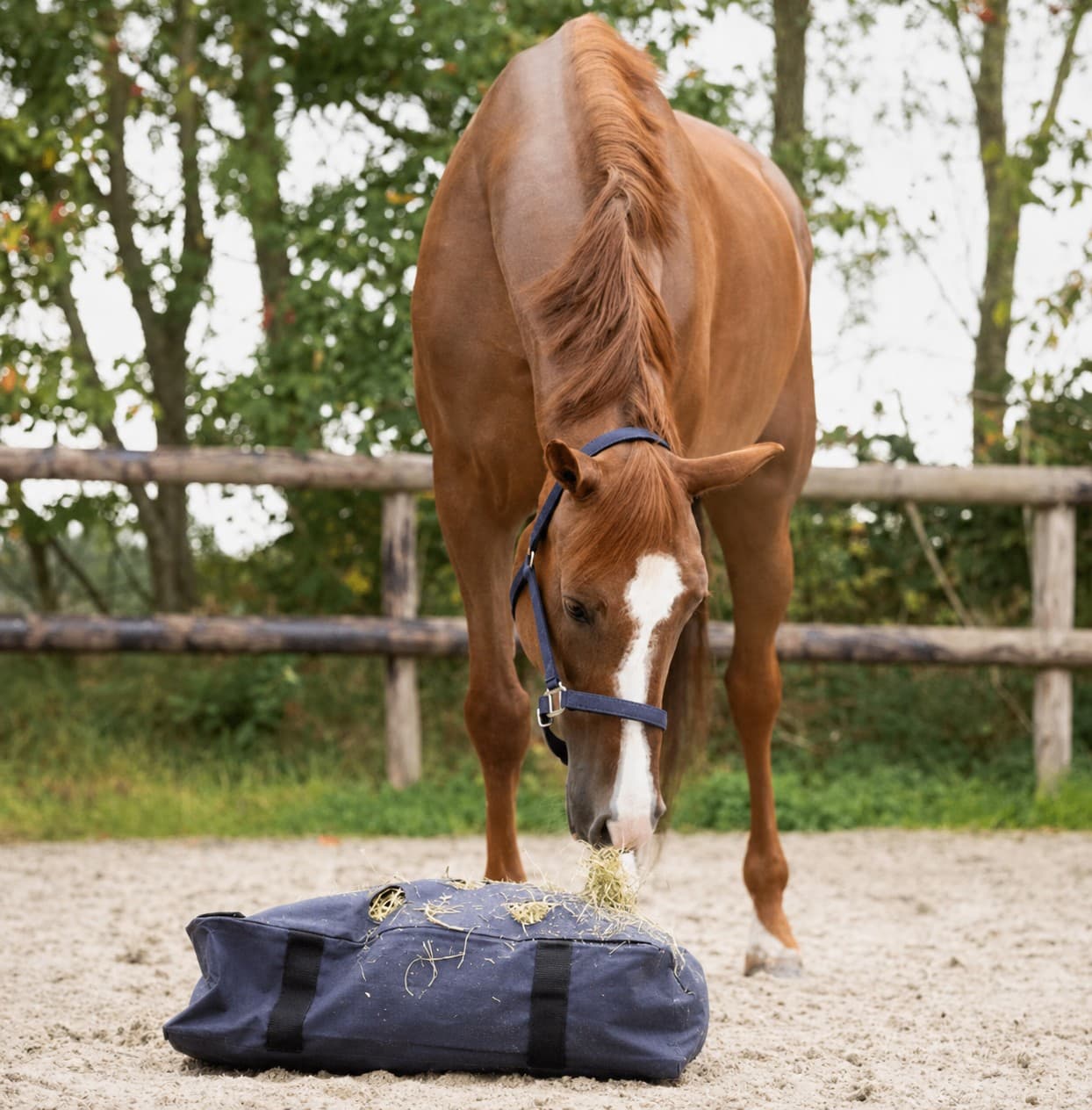 QHP Hooikussen Navy 69×54×20cm